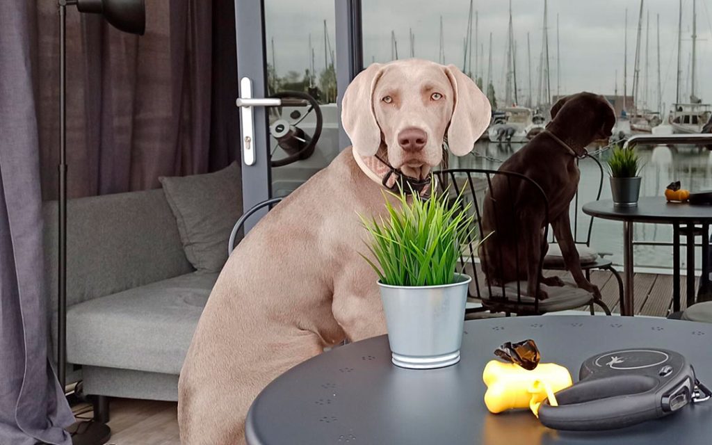 Um alojamento Pet-Friendly